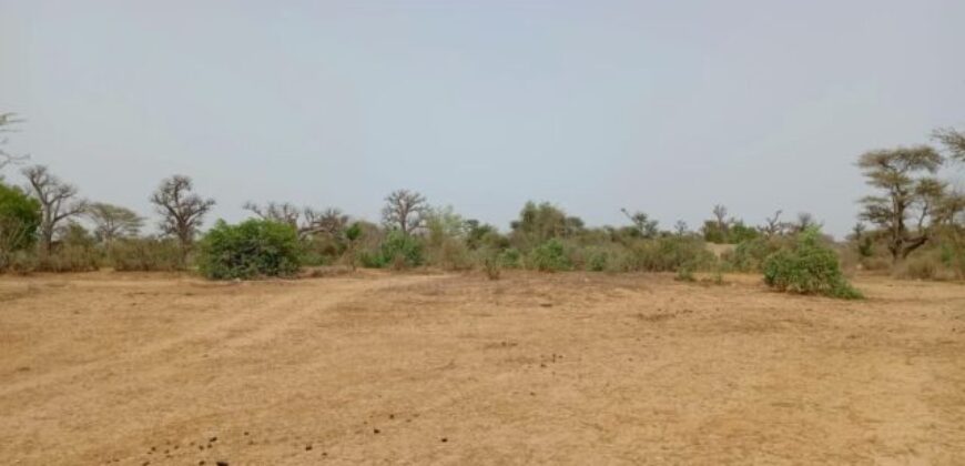 Propriété agricole 5 hectares à vendre – Tassette, Thiès