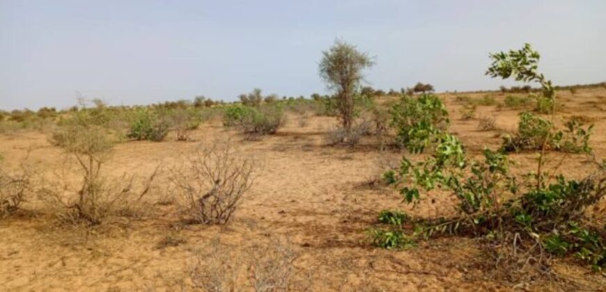 Terrain 6,8 ha à Vendre — Nguidila, Louga