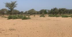 Terrain 6 ha Bord Route à Vendre — Touba Toul, Thiès