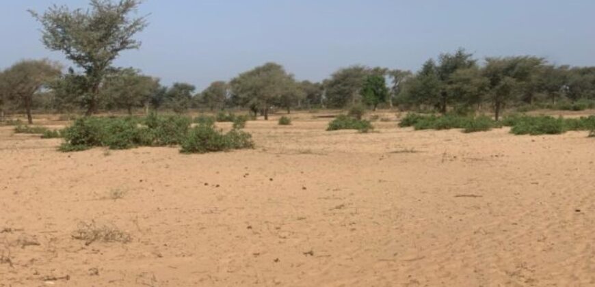 Terrain 6 ha Bord Route à Vendre — Touba Toul, Thiès