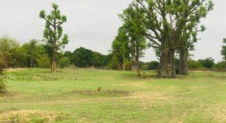 Terrain 7.007 m² à vendre – Diender Guedj, Thiès
