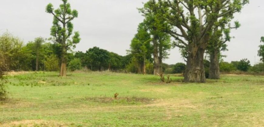 Terrain 7.007 m² à vendre – Diender Guedj, Thiès