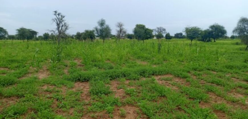 Terrain 7.089 m² à vendre – Ngabou Dalla, Diourbel