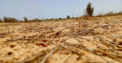 Terrain 7,36 ha à vendre – Kébémer, Louga