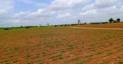 Terrain 7994 m² à Vendre — Notto Diobass, Thiès