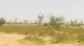 Terrain 7 ha à vendre – Nguéniène, Thiès
