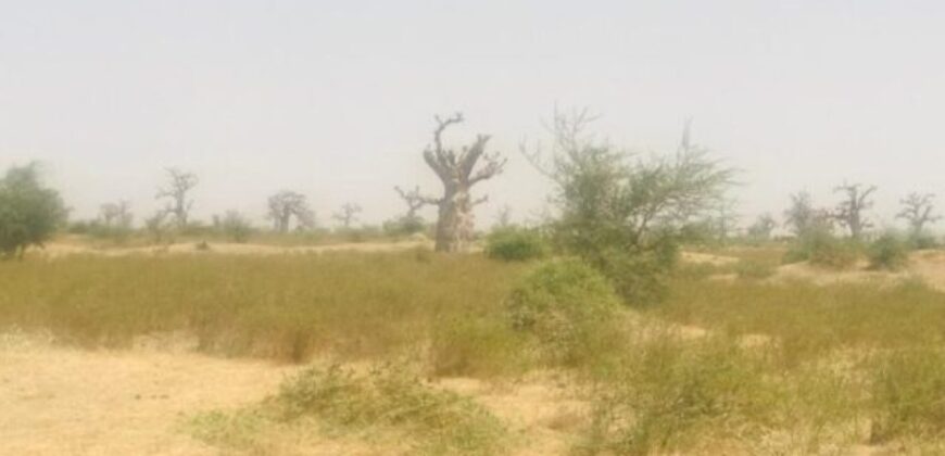 Terrain 7 ha à vendre – Nguéniène, Thiès