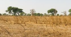 Terrain 8098 m² Bord Route à Vendre — Touba Toul, Thiès