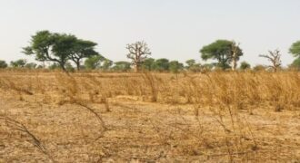 Terrain 8098 m² Bord Route à Vendre — Touba Toul, Thiès