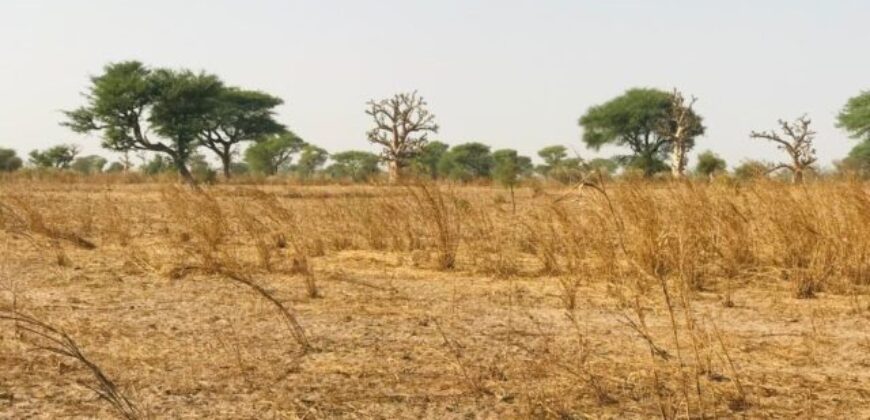 Terrain 8098 m² Bord Route à Vendre — Touba Toul, Thiès