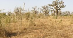 Terrain 8472 m² à Vendre — Chérif Lô, Thiès