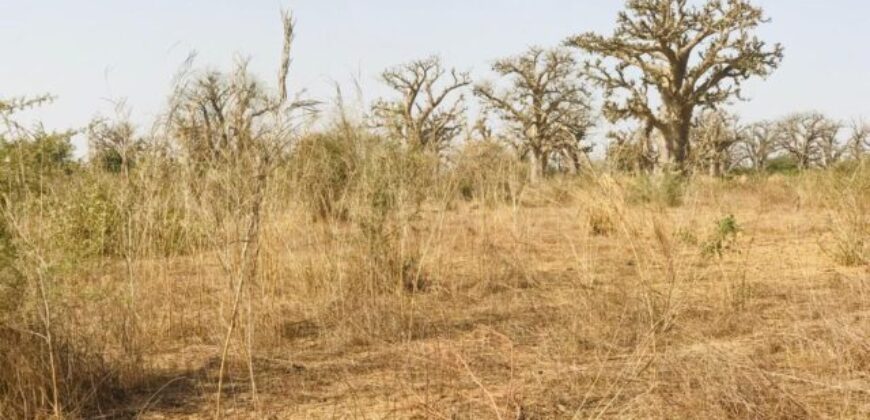 Terrain 8472 m² à Vendre — Chérif Lô, Thiès