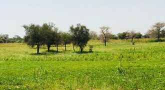 Terrain 9511 m² à Vendre — Baba Garage, Diourbel