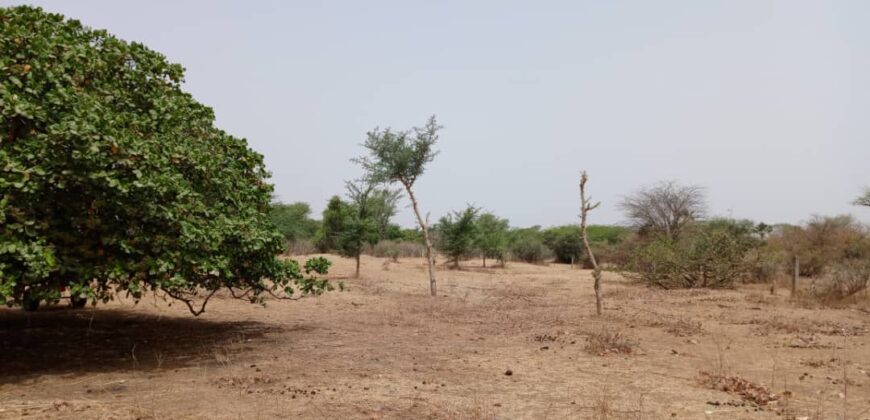 Terrain 9815 m² à Vendre — Notto Diobass, Thiès