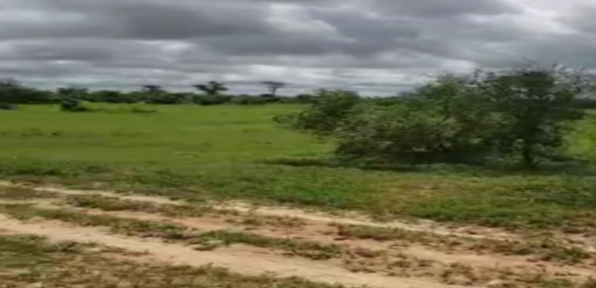 Terrain agricole 100 hectares à vendre – Koul, Thiès