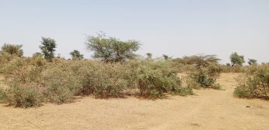 Terrain agricole 48 hectares à vendre – Koul, Thiès