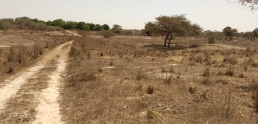 Terrain 9.889 m² à vendre – Darou Khoudoss, Thiès