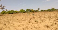 Terrain 9.942 m² à vendre – Sandiara, Mbour