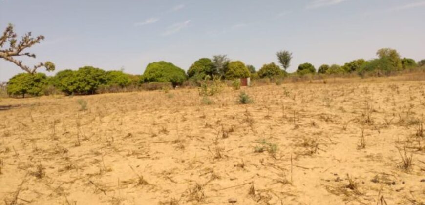 Terrain 9.942 m² à vendre – Sandiara, Mbour