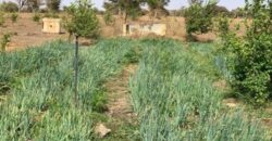 Verger agricole 3,56 hectares équipé à louer – Thiénaba, Thiès