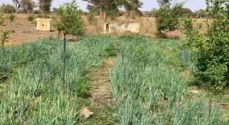Verger agricole 3,56 hectares équipé à louer – Thiénaba, Thiès