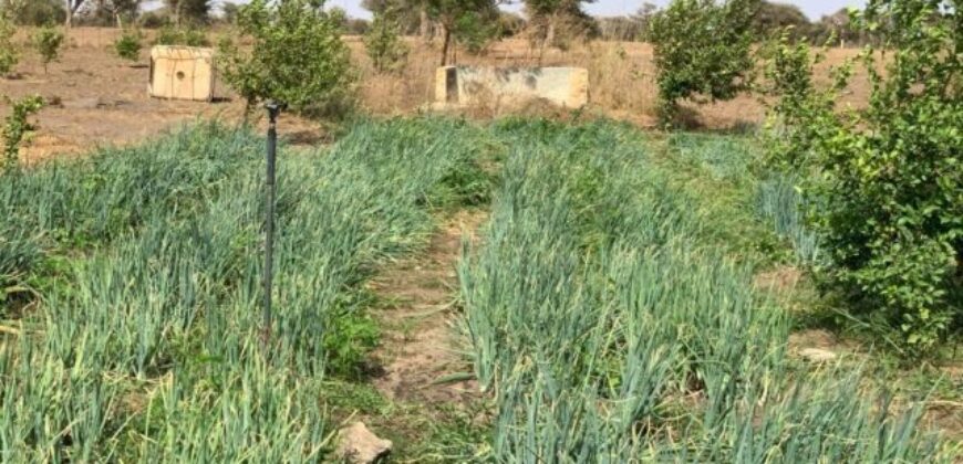 Verger agricole 3,56 hectares équipé à louer – Thiénaba, Thiès