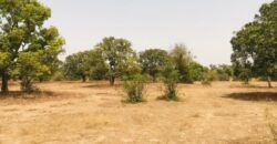 Verger Fruitier 2,25 ha à vendre – Notto Diobass, Thiès