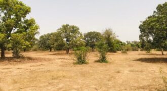 Verger Fruitier 2,25 ha à vendre – Notto Diobass, Thiès