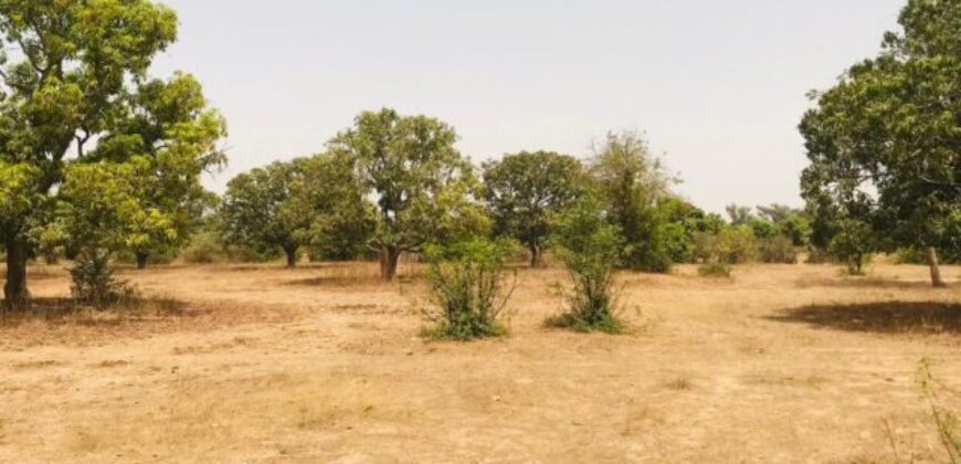 Verger Fruitier 2,25 ha à vendre – Notto Diobass, Thiès