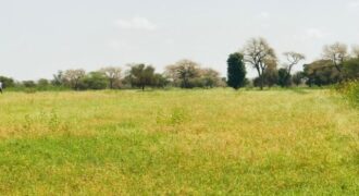 Verger Fruitier 2860 m² à vendre – Baba Garage, Diourbel