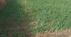 Terrain agricole 5000 m² à vendre – Nguéniène (Mbour)
