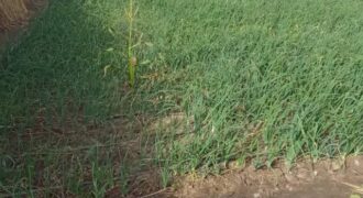 Terrain agricole 5000 m² à vendre – Nguéniène (Mbour)