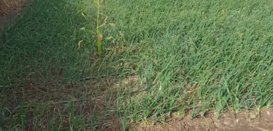 Terrain agricole 5000 m² à vendre – Nguéniène (Mbour)